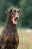 DOBERMANN 249